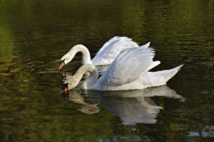 Pair of Mute Swans feeding, Louisville, Kentucky (Cygnus olor) Pair of Mute Swans feeding, Louisville, Kentucky (Cygnus olor)