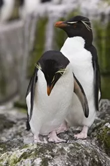 Eudyptes Chrysocome Gallery: A pair of Rockhopper penguins sit together on the rocks in their nesting colony