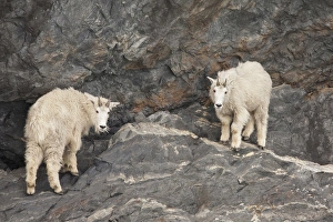 A pair of rocky mountain goats come down to the high tide line of Prince William A pair of rocky mountain goats come down to the high tide line of Prince William