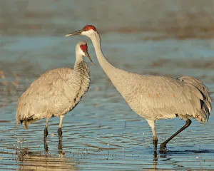 Pair of sandhill cranes, Grus canadensis, Bosque del Apache National Wildlife Refuge Pair of sandhill cranes, Grus canadensis, Bosque del Apache National Wildlife Refuge