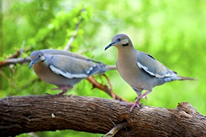 The pair of white-winged doves (Zenaida asiatica) perched on a branch The pair of white-winged doves (Zenaida asiatica) perched on a branch