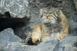 Images Dated 11th September 2008: Pallass Cat, Manul (Otocolobus manul or Felis manul), Asia