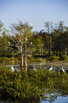 Palm Beach, Florida. Dozen of Egrets in a tree and wetlands Palm Beach, Florida. Dozen of Egrets in a tree and wetlands