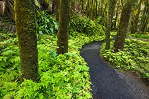 Palm Jungle trail at Hawaii Tropical Botanical Garden, Hamakua Coast, Big Island Palm Jungle trail at Hawaii Tropical Botanical Garden, Hamakua Coast, Big Island