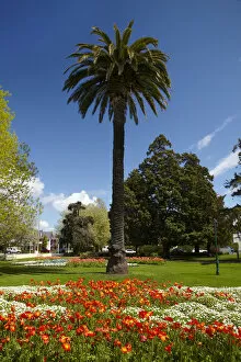 Images Dated 16th October 2011: Palm tree and flower Gardens, Seymour Square, Blenheim, Marlborough, South Island