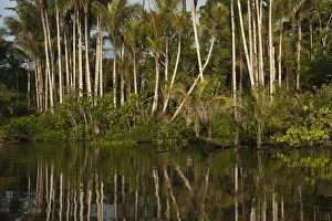 Palm trees (Bactris sp.) in flooded Igapo forest. Cocaya River. Eastern Amazon Rain Forest Palm trees (Bactris sp.) in flooded Igapo forest. Cocaya River. Eastern Amazon Rain Forest