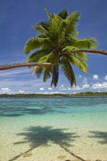 Palm trees, Shangri-La Fijian Resort, Yanuca Island, Coral Coast, Viti Levu, Fiji Palm trees, Shangri-La Fijian Resort, Yanuca Island, Coral Coast, Viti Levu, Fiji