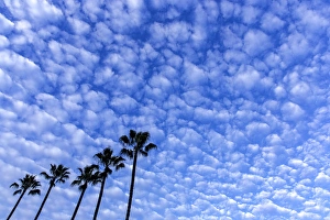 Palm trees silhouetted against puffy clouds in San Diego, California, USA Palm trees silhouetted against puffy clouds in San Diego, California, USA