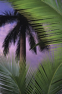 Palm trees at sunset. Corcovado National Park, Osa Peninsula, Costa Rica Palm trees at sunset. Corcovado National Park, Osa Peninsula, Costa Rica