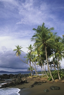 Palms on the beach at Drake Bay, Corcovado National Park, Osa Peninsula, Costa Rica Palms on the beach at Drake Bay, Corcovado National Park, Osa Peninsula, Costa Rica
