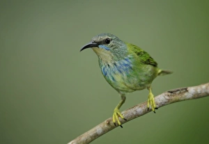 Panama Canal, Gamboa Rainforest Reserve. Close-up of shining honeycreeper bird on limb Panama Canal, Gamboa Rainforest Reserve. Close-up of shining honeycreeper bird on limb