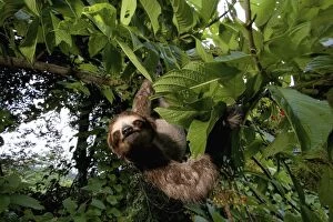 Images Dated 3rd August 2005: Panama, Panama City, Parque Metropolitano, Three-toed Sloth - BRADYPUS TRIDACTYLUS