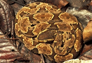 Panama, Soberania National Park. Fer de Lance (Bothrops asper) Panama, Soberania National Park. Fer de Lance (Bothrops asper)
