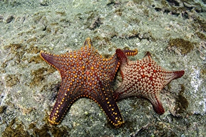 Panamic Cushion Star(Pentaceraster cummingi) GALAPAGOS ISLANDS, Ecuador, South Panamic Cushion Star(Pentaceraster cummingi) GALAPAGOS ISLANDS, Ecuador, South