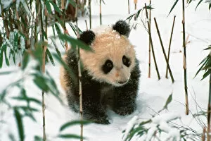 Panda cub on snow, Wolong, Sichuan, China