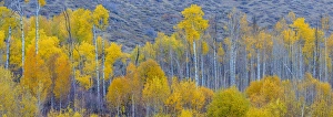 Panorama. Aspens. Winthrop. Western Washington Panorama. Aspens. Winthrop. Western Washington