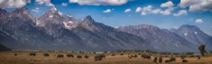 Panorama. Buffalo Herd with Grand Teton Mountains behind. Grand Teton National Park Panorama. Buffalo Herd with Grand Teton Mountains behind. Grand Teton National Park
