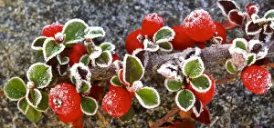 Images Dated 6th December 2003: Panoramic image of frost on red berries