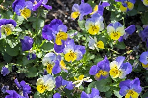 <b class=qtipBold><figcaption>Pansy in garden</figcaption></b><br>Pansy in garden.<br><em>© Lisa Engelbrecht / DanitaDelimont.com</em> Pansy in garden