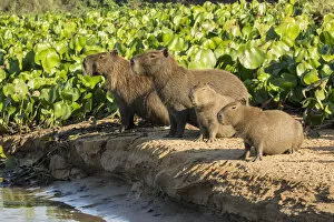Pantanal, Mato Grosso, Brazil. Capybara family portrait along the riverbank of the Cuiaba River