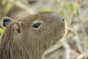 Pantanal, Mato Grosso, Brazil. Close-up of a Capybara Pantanal, Mato Grosso, Brazil. Close-up of a Capybara