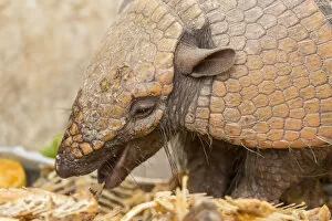Pantanal, Mato Grosso, Brazil. Seven-banded armadillo eating table scraps set out for it