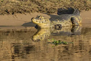 Pantanal, Mato Grosso, Brazil, South America Pantanal, Mato Grosso, Brazil, South America