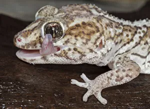 Panther or Ocelot gecko, Paroedura pictus, washing eye, controlled conditions Panther or Ocelot gecko, Paroedura pictus, washing eye, controlled conditions