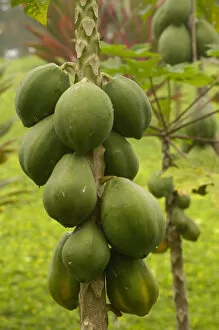 Images Dated 19th June 2005: Papaya (Carica papaya) crop ECUADOR. South America