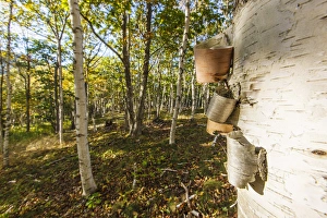 Paper birch trees in Maines Acadia National Park. Fall Paper birch trees in Maines Acadia National Park. Fall