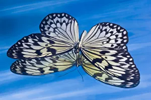 Paper kite butterfly in reflection in blue water Paper kite butterfly in reflection in blue water