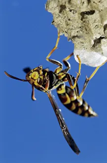 Paper Wasp, Polistes sp., adult on nest, Lake Corpus Christi, Texas, USA, May 2003 Paper Wasp, Polistes sp., adult on nest, Lake Corpus Christi, Texas, USA, May 2003