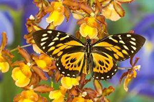 Papilio zagreus butterfly from Central and South America Papilio zagreus butterfly from Central and South America