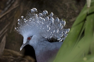 Papua New Guinea, Lae. Victoria Crowned Pigeon Papua New Guinea, Lae. Victoria Crowned Pigeon