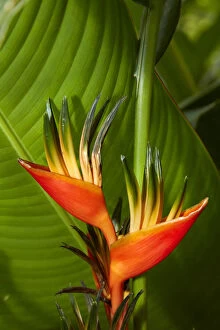 Parrot Flower (Heliconia sp.) Maire Nui Botanical Gardens, Titakaveka, Rarotonga