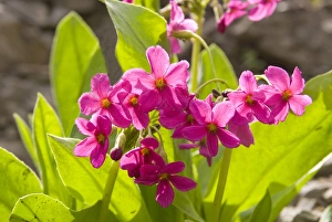 Parrys Primrose, Mount Timpanogas Wilderness, Uinta-Wasatch-Cache National Forest near Parrys Primrose, Mount Timpanogas Wilderness, Uinta-Wasatch-Cache National Forest near