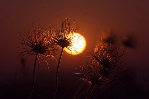 Pasque Flower, Pulsatilla pratensis, seed stalks at sunrise, National Park Lake Neusiedl Pasque Flower, Pulsatilla pratensis, seed stalks at sunrise, National Park Lake Neusiedl