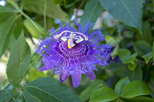 <b class=qtipBold><figcaption>Passion Flower, USA</figcaption></b><br>Passion Flower, Usa<br><em>© Lisa Engelbrecht / DanitaDelimont.com</em> Passion Flower, USA