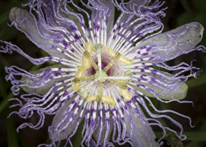 Passionflower, passiflora incarnata, the larval plant for the Gulf Fritillary Passionflower, passiflora incarnata, the larval plant for the Gulf Fritillary