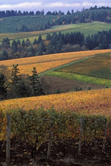 Patch work quilt of fall colors of Knutsen vineyard from Bella Vida Vineyards in Patch work quilt of fall colors of Knutsen vineyard from Bella Vida Vineyards in