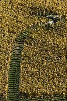 Pathway through vineyard, Interlaken, Switzerland Pathway through vineyard, Interlaken, Switzerland