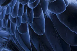 Pattern in feathers of Southern screamer or Crested screamer, native to Peru, Bolivia, Paraguay Pattern in feathers of Southern screamer or Crested screamer, native to Peru, Bolivia, Paraguay