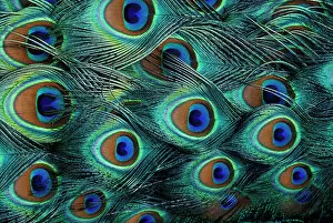 Images Dated 26th June 2007: Pattern in male peacock feathers
