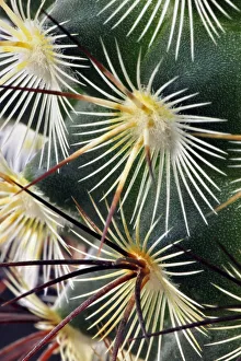 <b class=qtipBold><figcaption>Pattern of small cactus spines</figcaption></b><br><em>© Adam Jones / DanitaDelimont.com</em> Pattern of small cactus spines