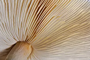 Images Dated 25th September 2005: Pattern on underside gills of mushroom