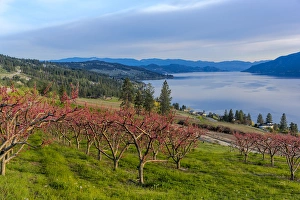 Peach orchard in bloom in Lake Country, British Columbia, Canada Peach orchard in bloom in Lake Country, British Columbia, Canada