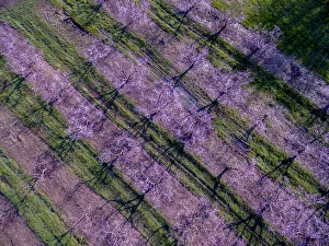 Peach orchard in spring, Marion County, Illinois Peach orchard in spring, Marion County, Illinois