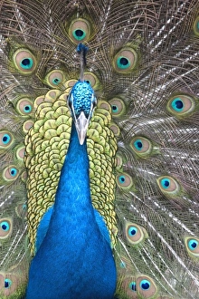 Peacock display, Folsom City Zoo Sanctuary, (captive Folsom, California Peacock display, Folsom City Zoo Sanctuary, (captive Folsom, California