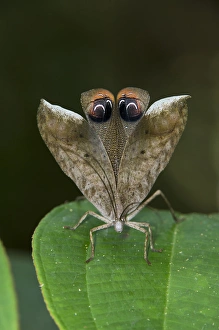 Peacock Katydid (Pterochroza sp.) wing eye-spot, Yasuni National Park, Amazon Rainforest, ECUADOR Peacock Katydid (Pterochroza sp.) wing eye-spot, Yasuni National Park, Amazon Rainforest, ECUADOR