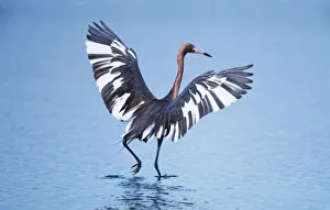 A pecular hybrid of the dark and white morphs of the Reddish Egret (Egretta rufescens A pecular hybrid of the dark and white morphs of the Reddish Egret (Egretta rufescens
